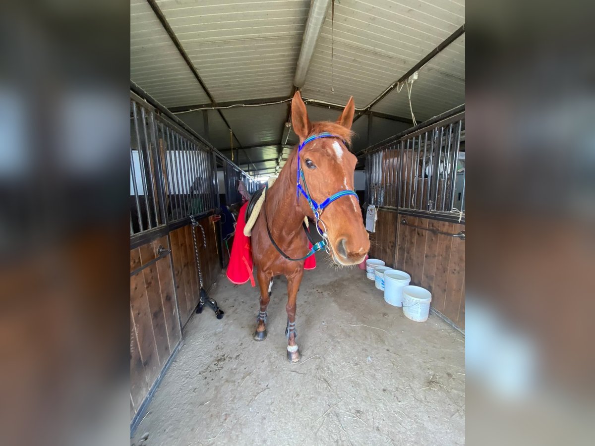 Pura sangre inglés Yegua 12 años 167 cm Alazán in Gussago