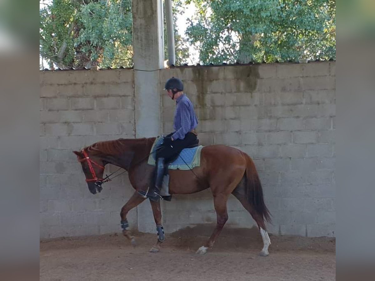 Pura sangre inglés Yegua 16 años 164 cm in Palencia