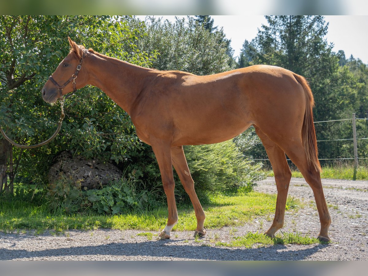 caballos pura sangre in vendita