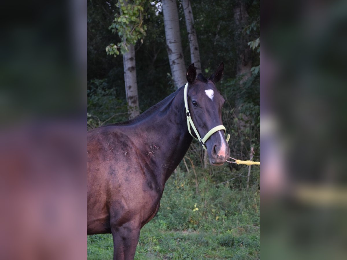 Pura sangre inglés Yegua 3 años 162 cm Negro in Vác