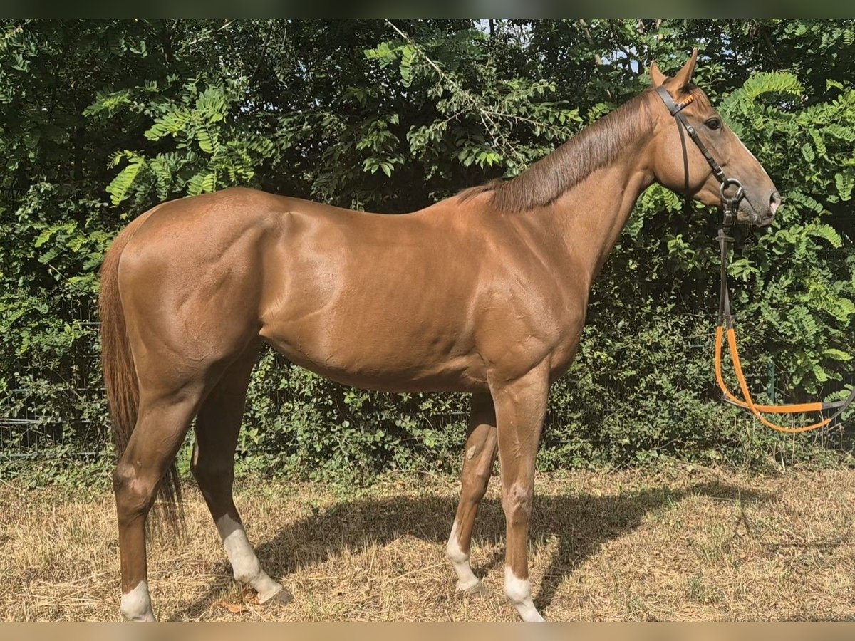 Pura sangre inglés Yegua 3 años 163 cm Alazán in Neuenhagen
