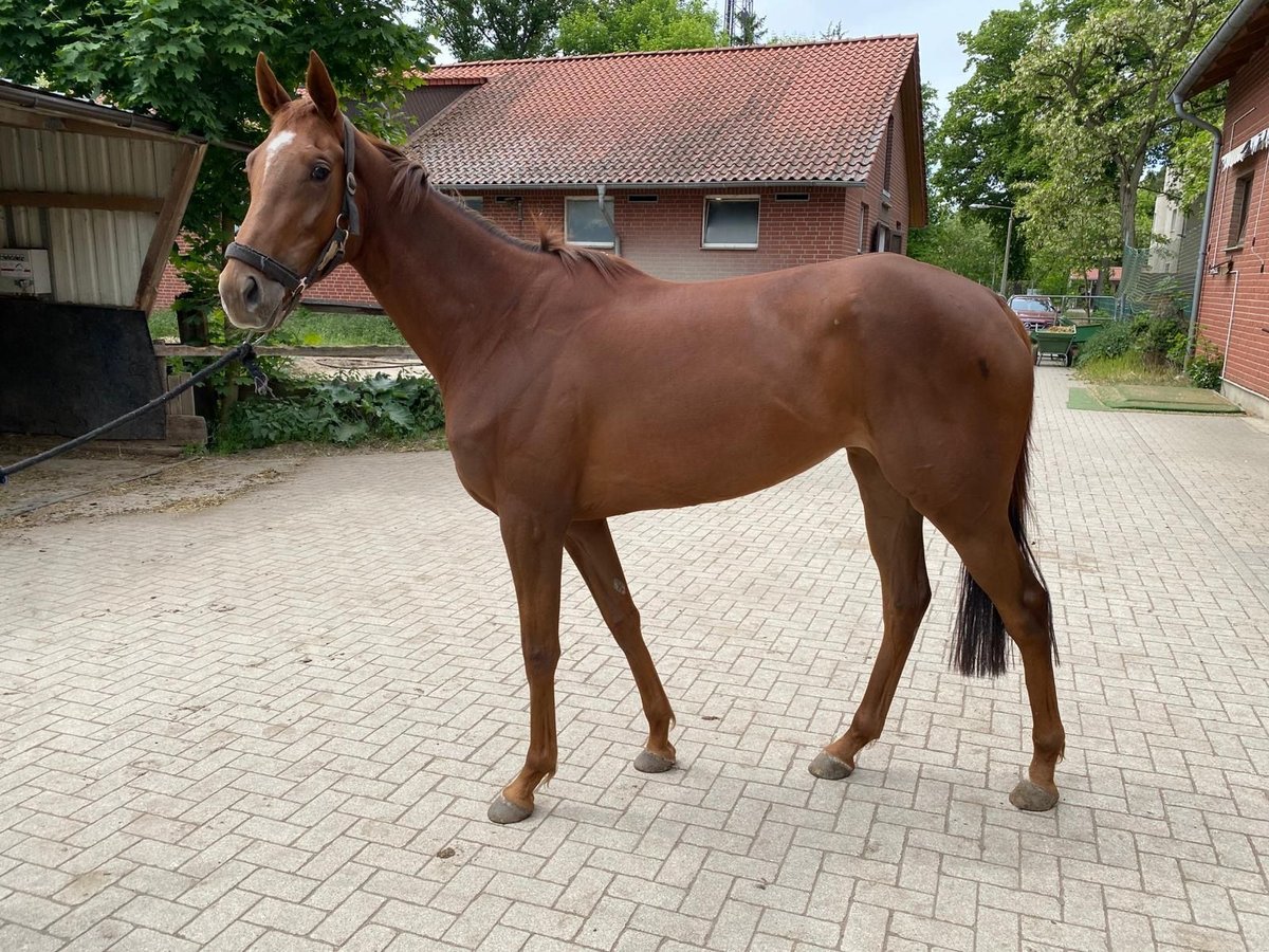 Pura sangre inglés Yegua 3 años 164 cm Alazán in Neuenhagen bei Berlin