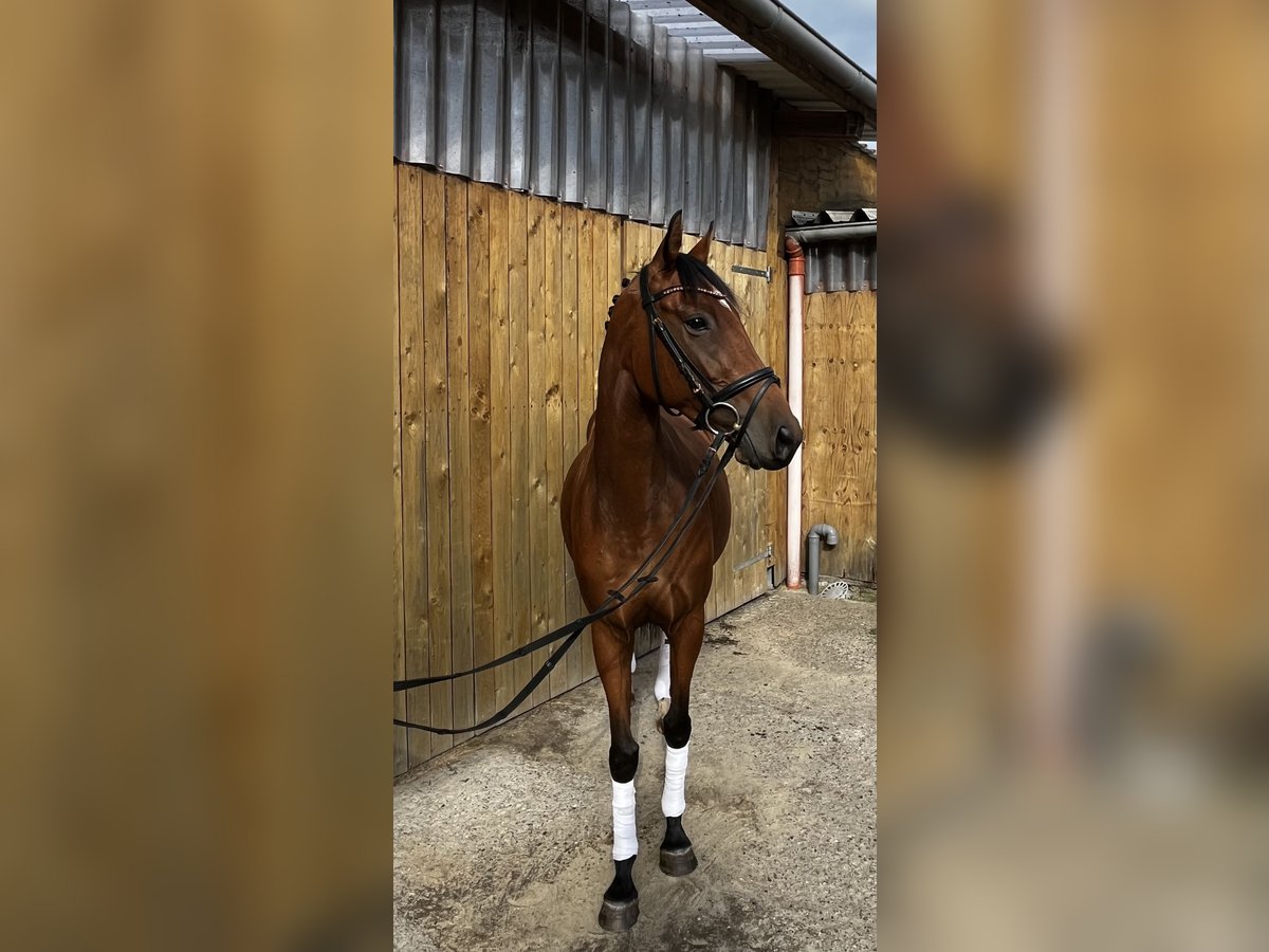 Pura sangre inglés Yegua 4 años 158 cm Castaño in Bremen