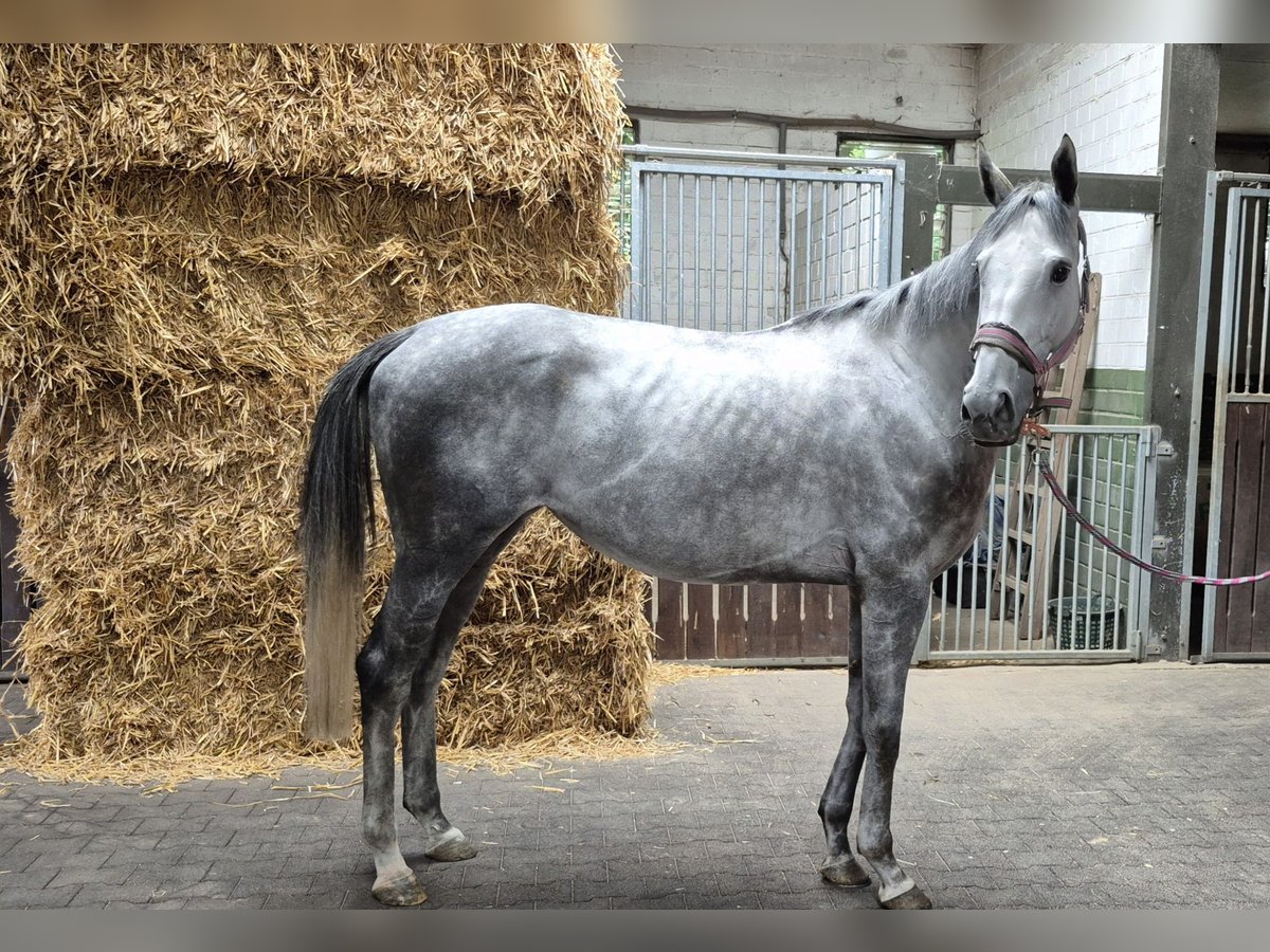 Pura sangre inglés Yegua 4 años 166 cm in Moers
