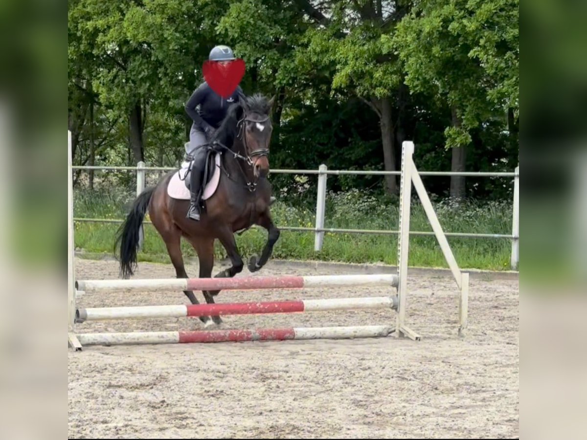 Pura sangre inglés Yegua 5 años 157 cm Castaño in Maassluis