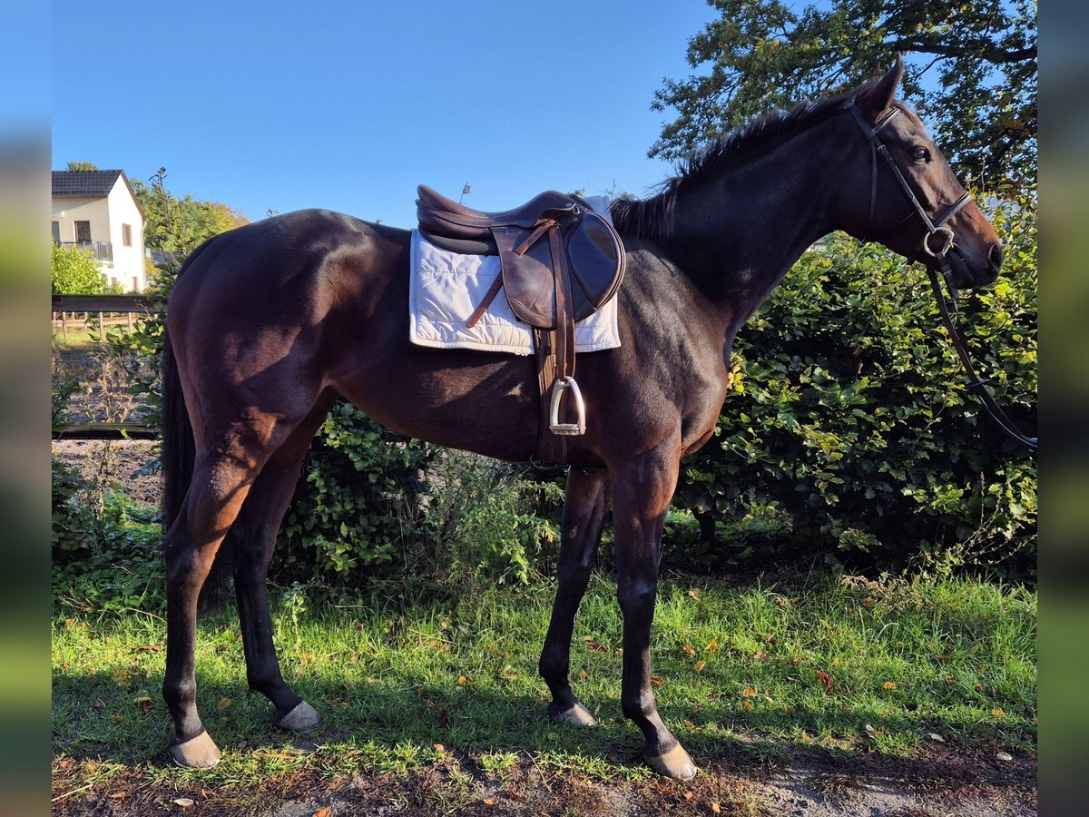 Pura sangre inglés Yegua 5 años 164 cm Castaño oscuro in Neuenhagen