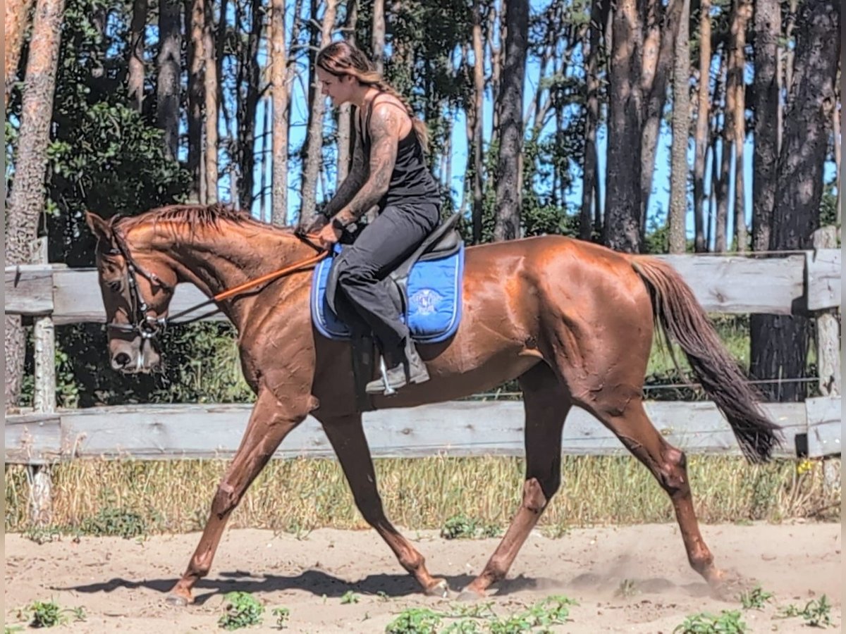 Pura sangre inglés Yegua 5 años 165 cm Alazán in M&#xF6;ser