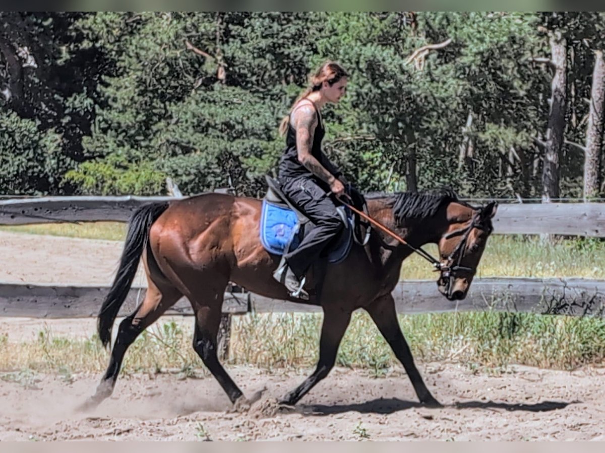 Pura sangre inglés Yegua 6 años 160 cm Castaño in Stegelitz