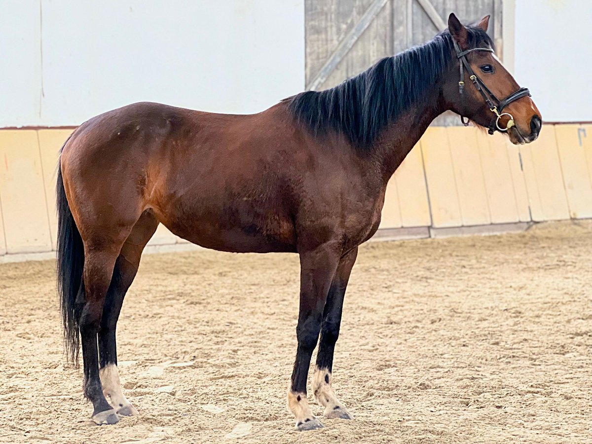 Pura sangre inglés Yegua 8 años 158 cm Castaño in Uettingen