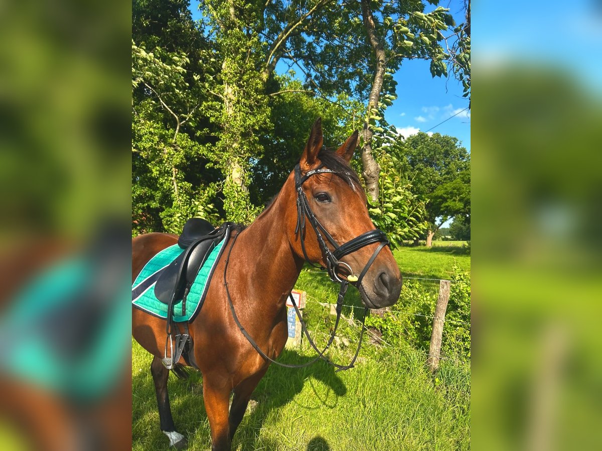 Pura sangre inglés Yegua 8 años 165 cm Castaño in Visselh&#xF6;vede