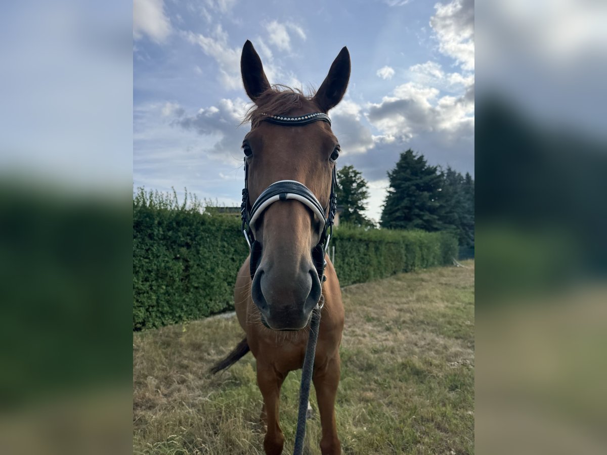 Pura sangre inglés Yegua 8 años 167 cm Alazán in M&#xE4;rkische Heide