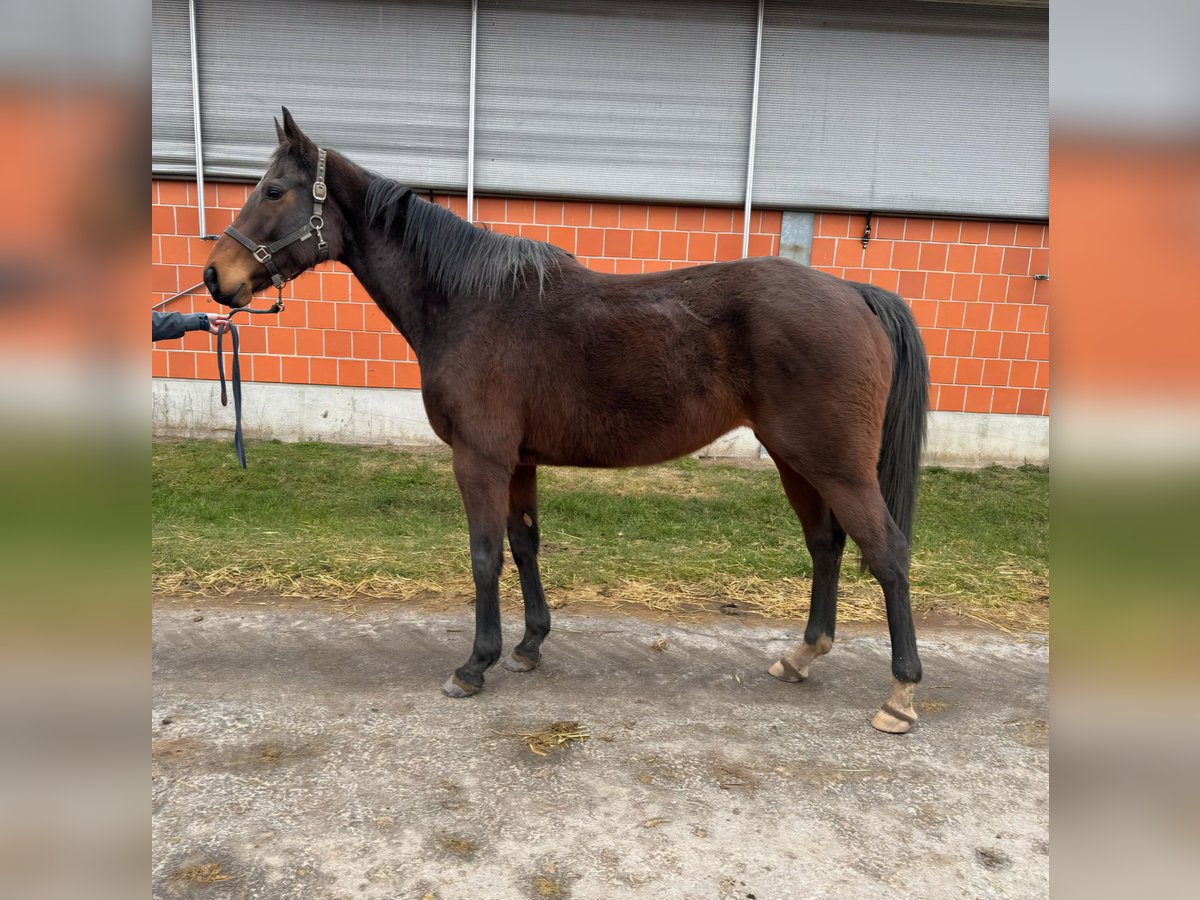 Pura sangre inglés Yegua 9 años 165 cm Castaño in Bremen