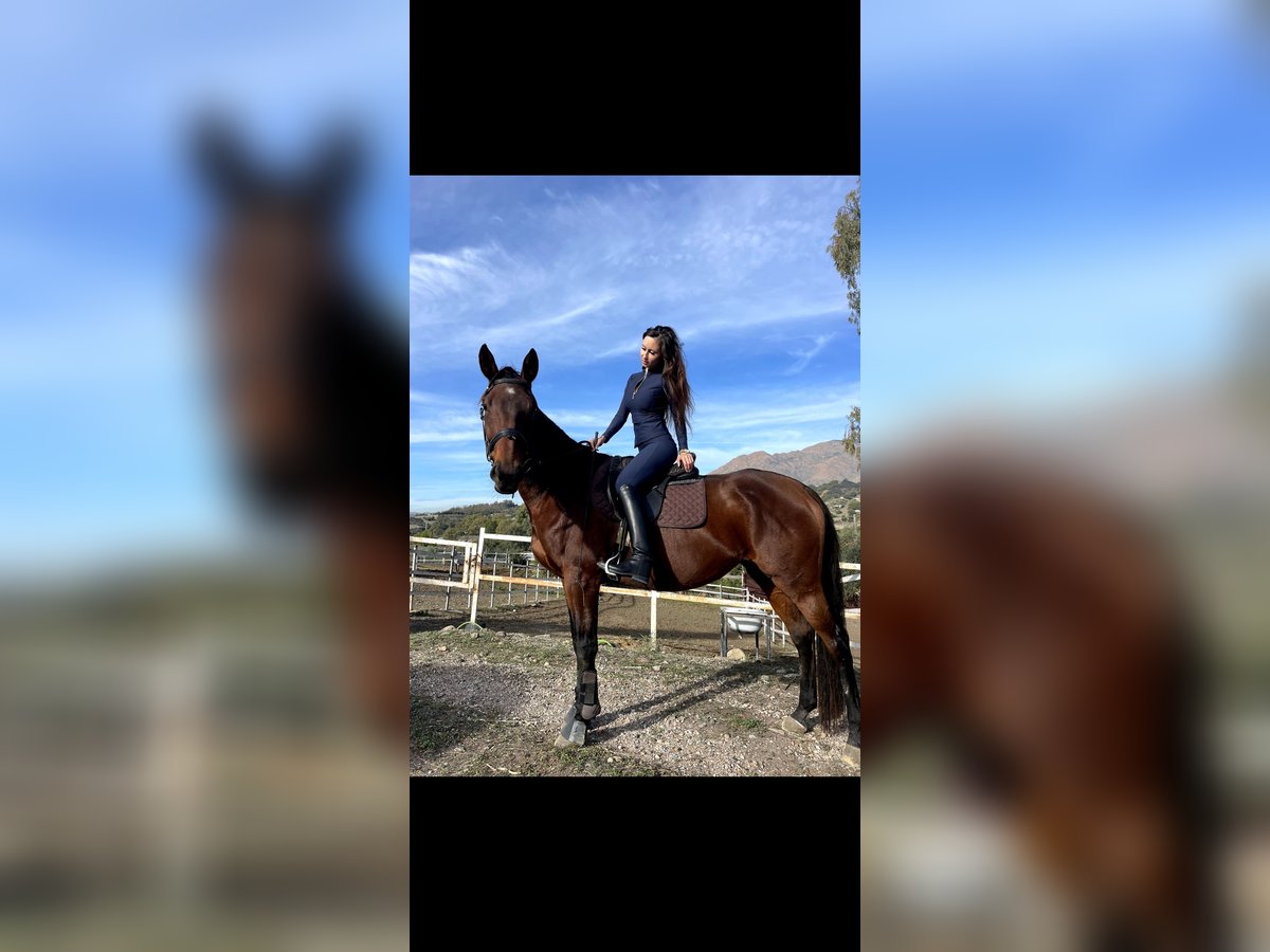 Pura sangre inglés Yegua 9 años 167 cm Castaño in Estepona