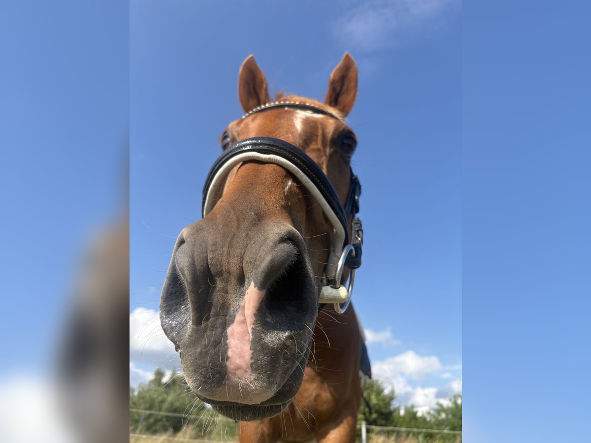 Pura sangre irlandés Caballo castrado 10 años 160 cm Alazán in Berlin