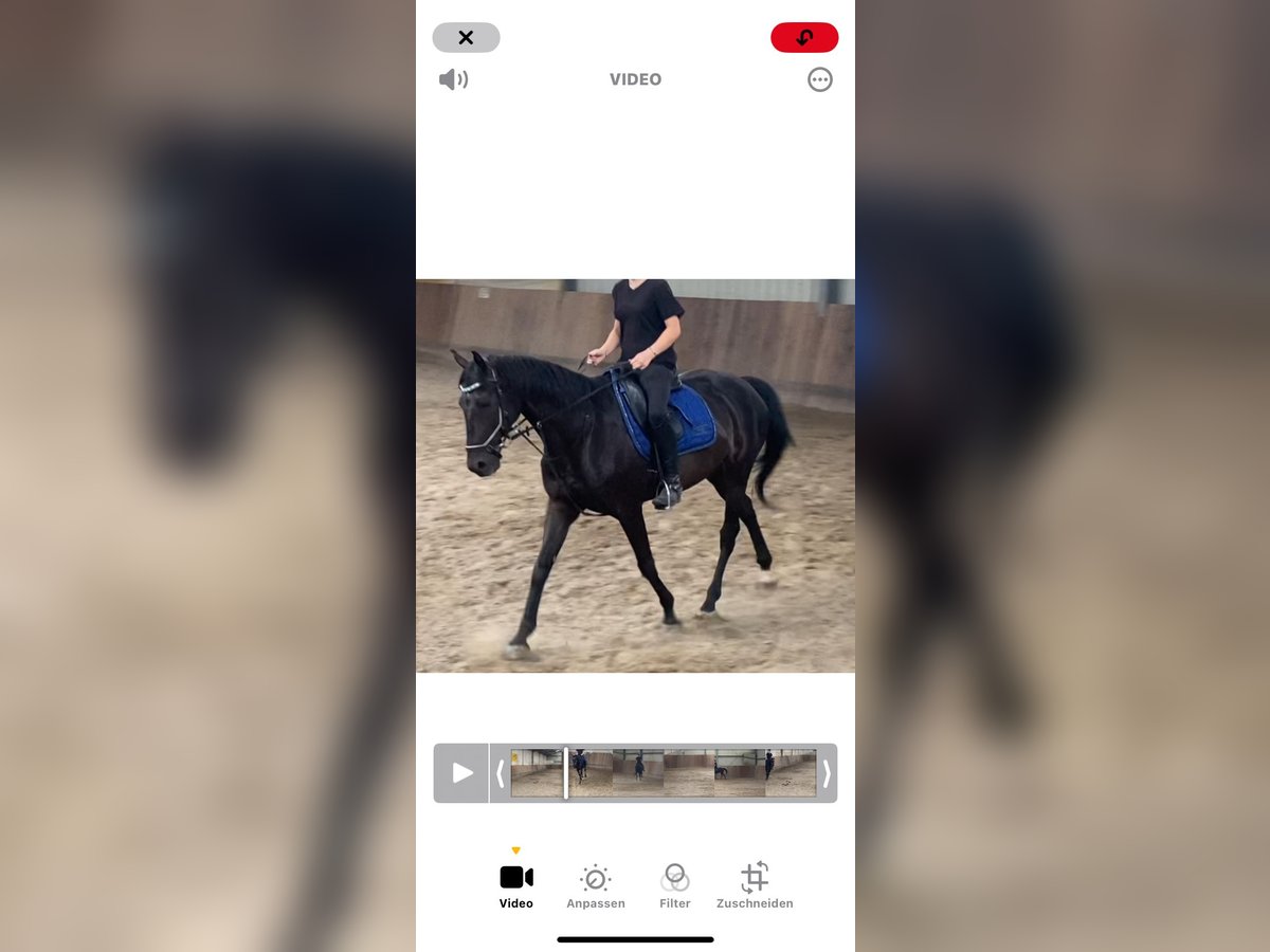Pura sangre irlandés Caballo castrado 10 años 160 cm Negro in Stei&#xDF;lingen