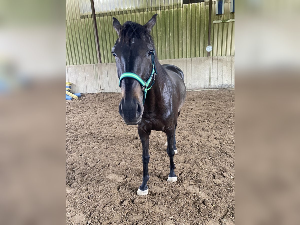 Pura sangre irlandés Caballo castrado 10 años 160 cm Negro in Stei&#xDF;lingen