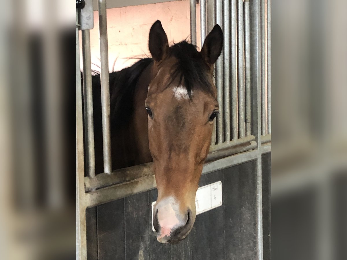 Pura sangre irlandés Caballo castrado 10 años 165 cm Castaño in Koekelare