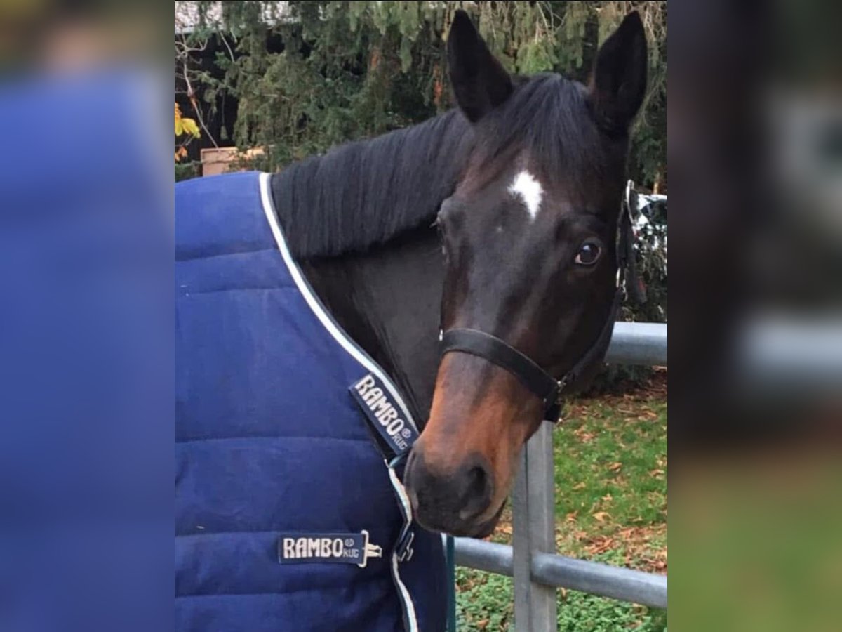 Pura sangre irlandés Caballo castrado 12 años 165 cm Castaño in Niffer