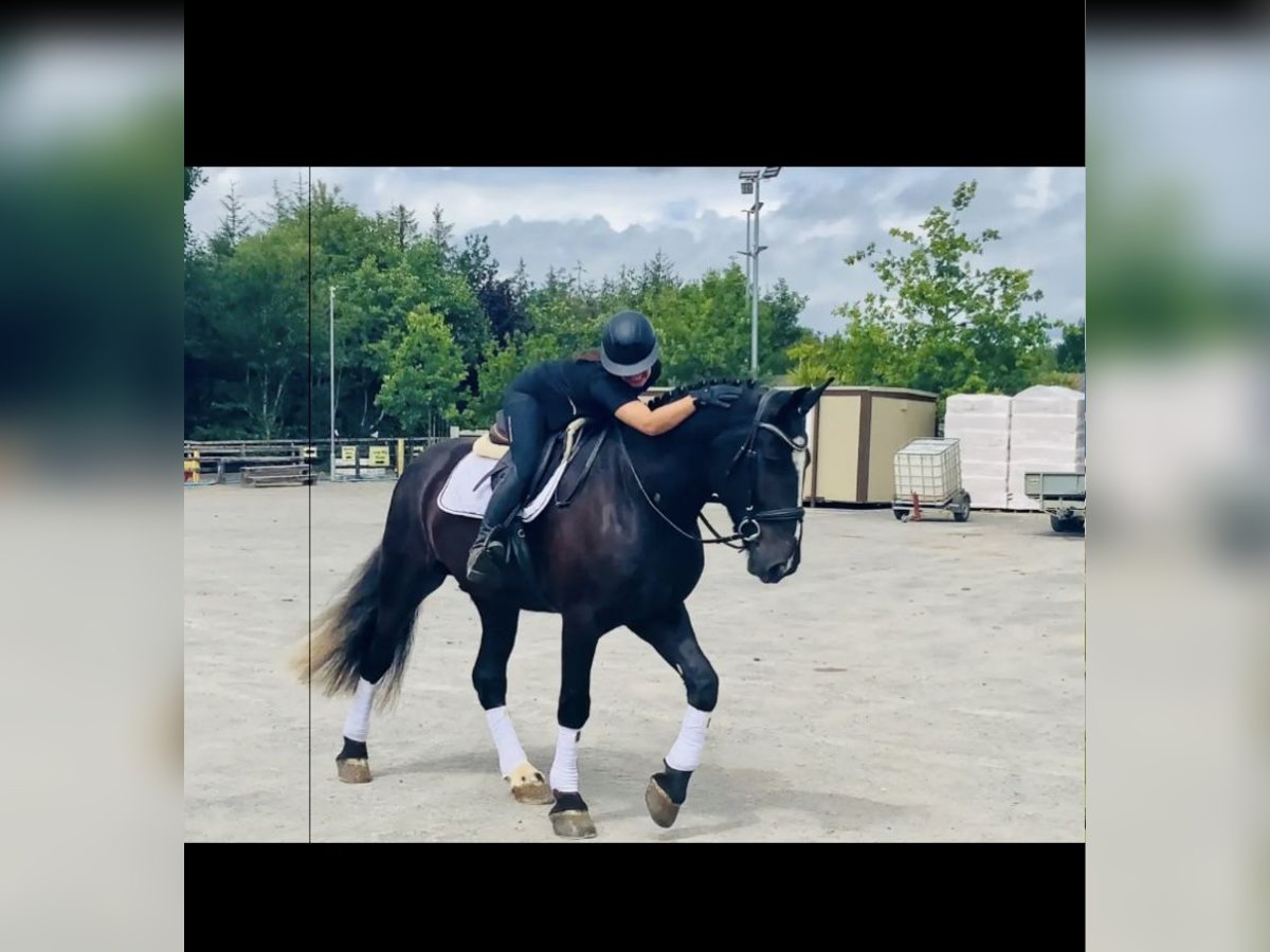 Pura sangre irlandés Caballo castrado 4 años 142 cm Negro in Valley Park