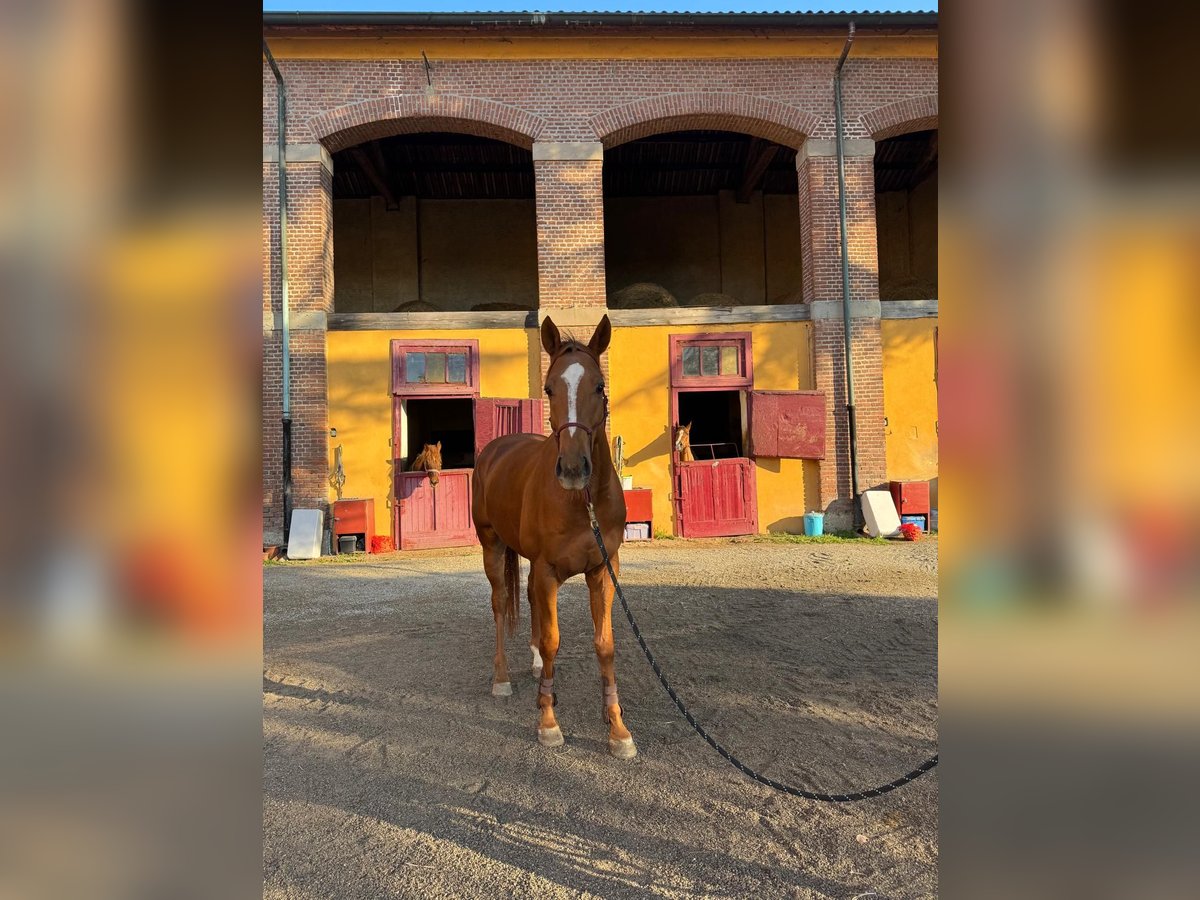 Pura sangre irlandés Caballo castrado 4 años 170 cm Alazán in Muggiò