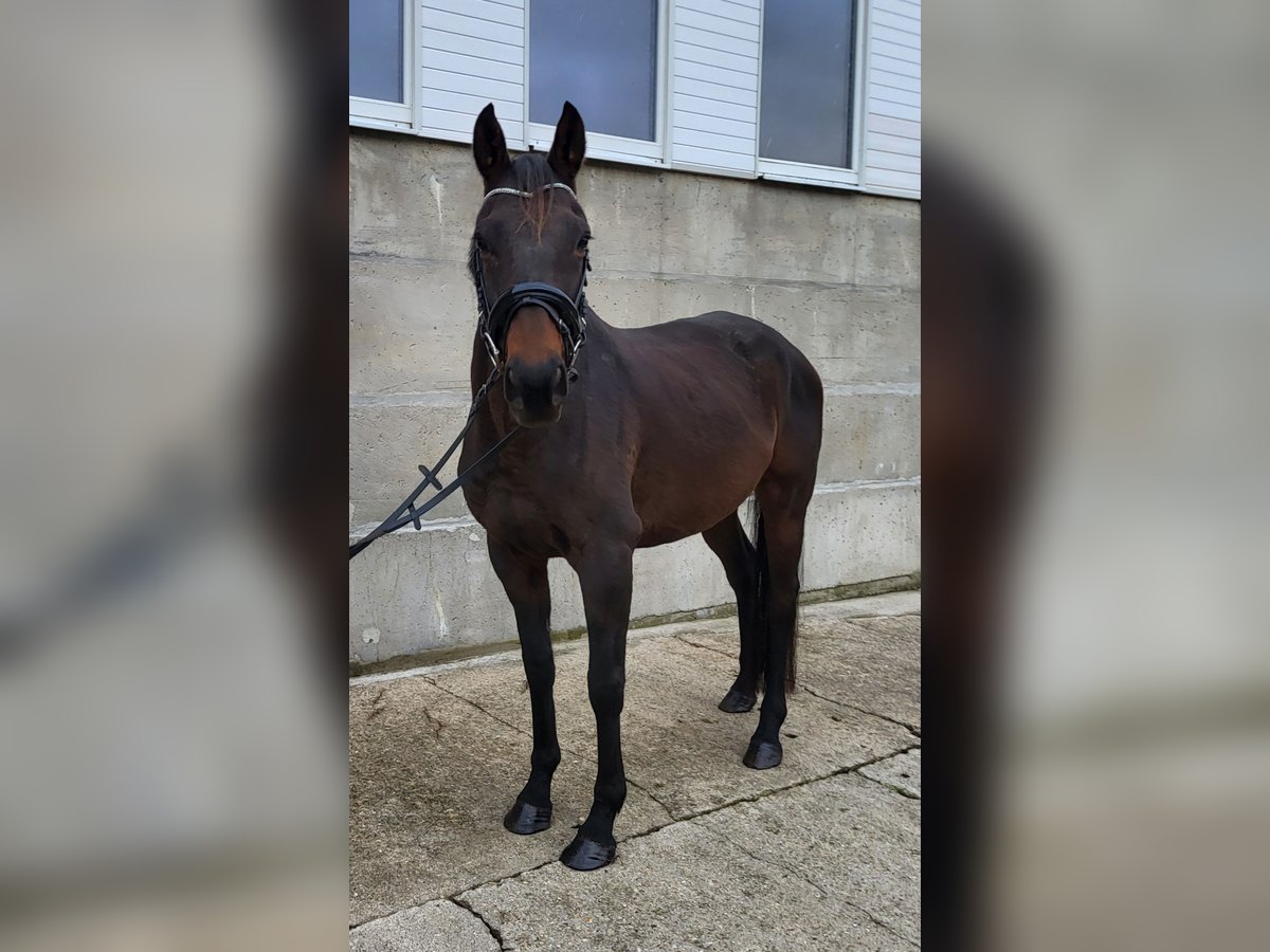 Pura sangre irlandés Caballo castrado 5 años 165 cm Castaño oscuro in Hecklingen