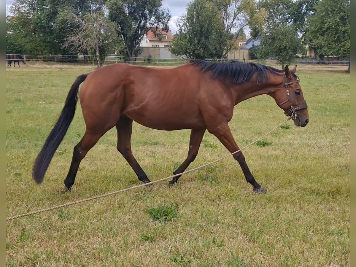 Pura sangre irlandés Caballo castrado 6 años 163 cm Castaño in Elsteraue