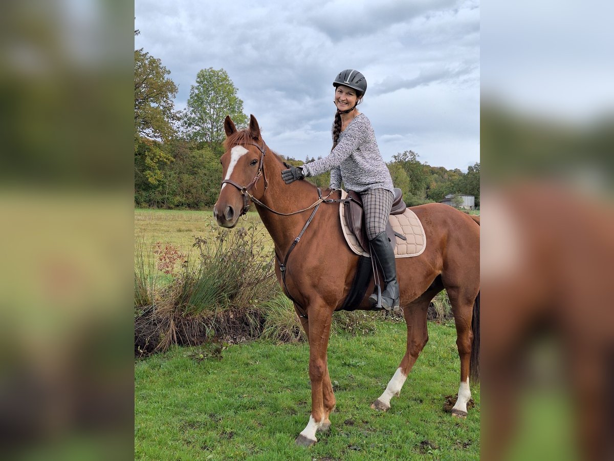 Pura sangre irlandés Caballo castrado 6 años 165 cm Alazán in Pähl