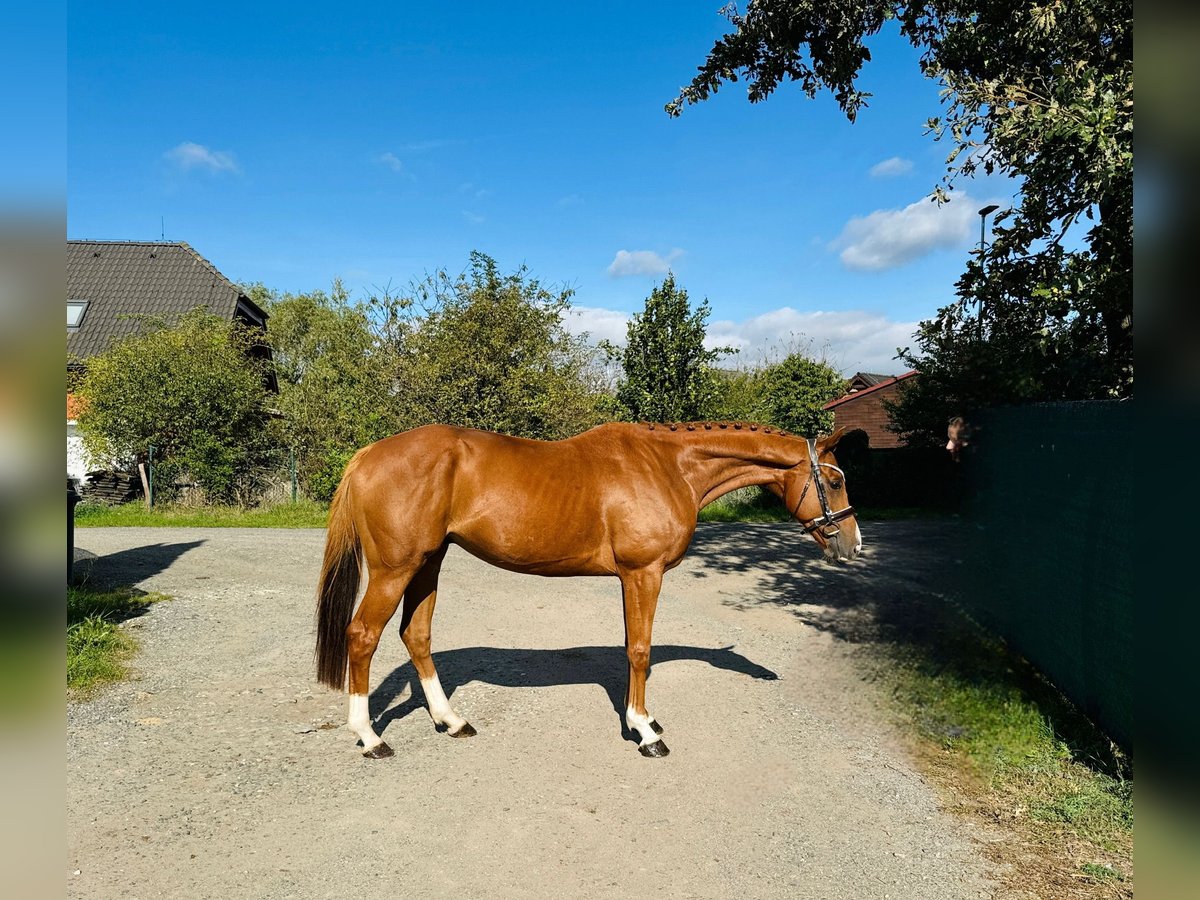 Pura sangre irlandés Caballo castrado 6 años 166 cm Alazán-tostado in Mladá Boleslav