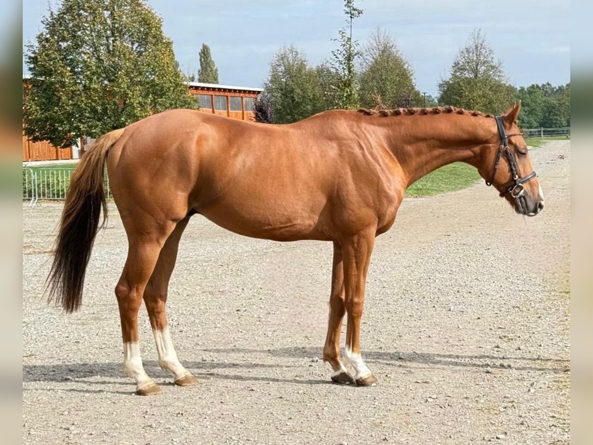 Pura sangre irlandés Caballo castrado 7 años 166 cm Alazán-tostado in Mladá Boleslav