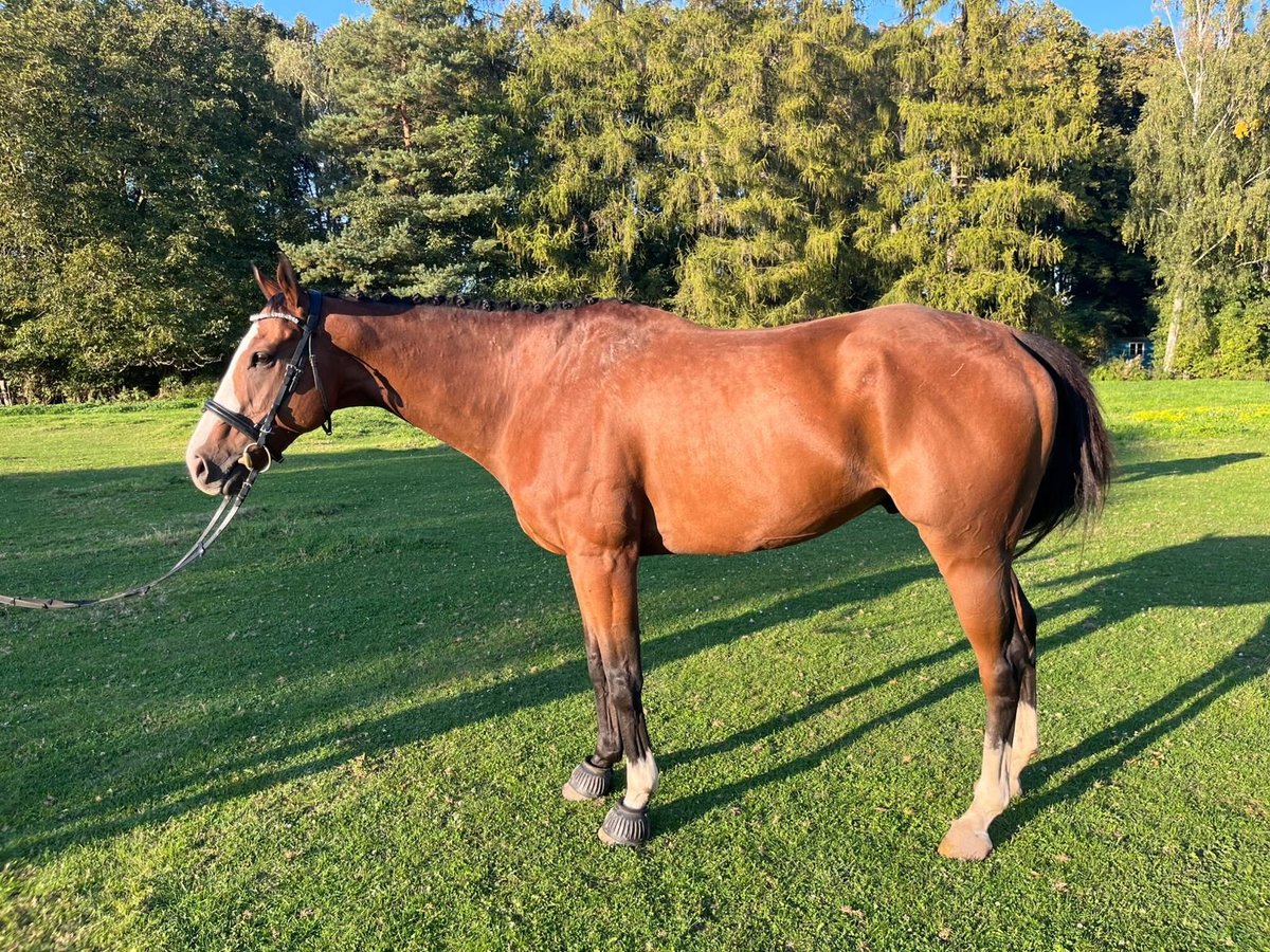 Pura sangre irlandés Caballo castrado 8 años 162 cm Castaño in Köln