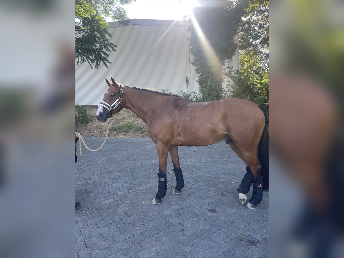 Pura sangre irlandés Caballo castrado 8 años 166 cm Castaño in Butzbach