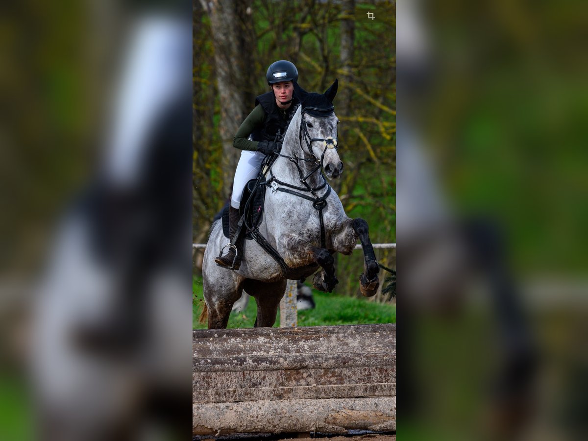 Pura sangre irlandés Caballo castrado 8 años 168 cm Tordo rodado in Nieder-Olm