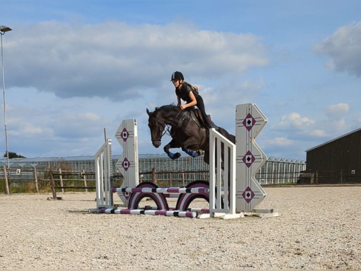 Pura sangre irlandés Caballo castrado 9 años 162 cm Morcillo in Wijk en Aalburg