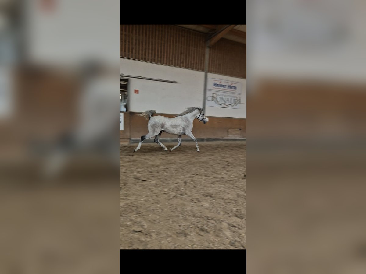 Purosangue arabo Castrone 10 Anni 151 cm Grigio in Sulzbach