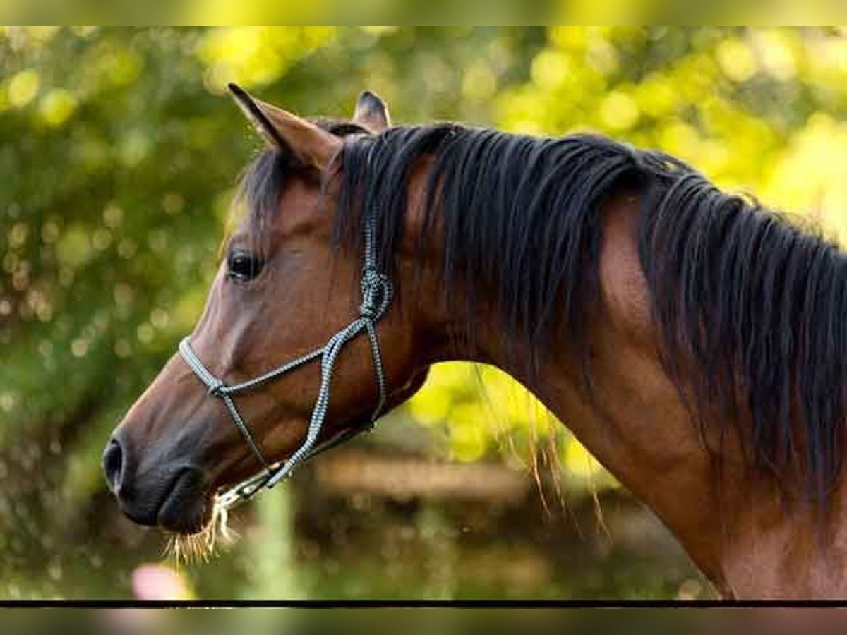 Purosangue arabo Castrone 13 Anni 150 cm Baio in Mammendorf