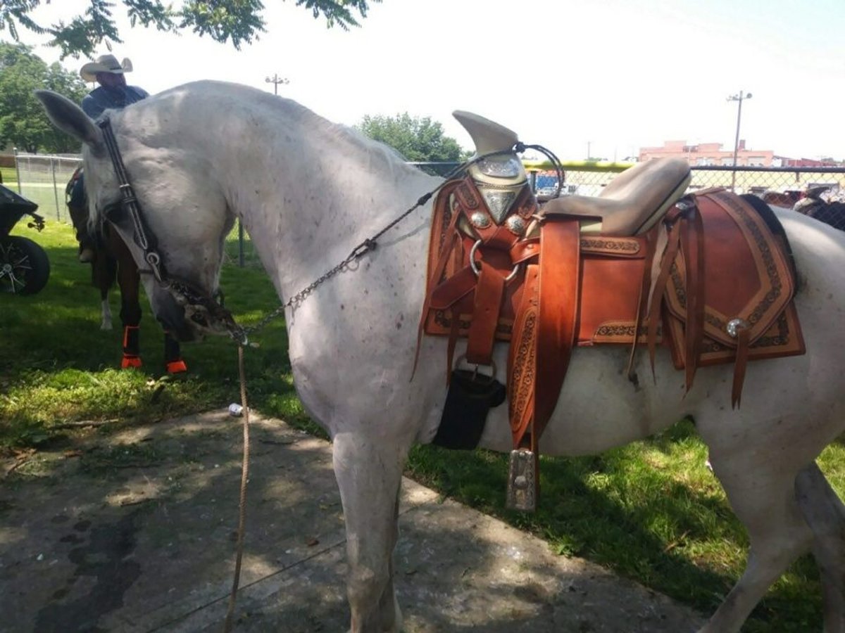 Purosangue arabo Castrone 15 Anni 145 cm Bianco in Kansas City, Kansas