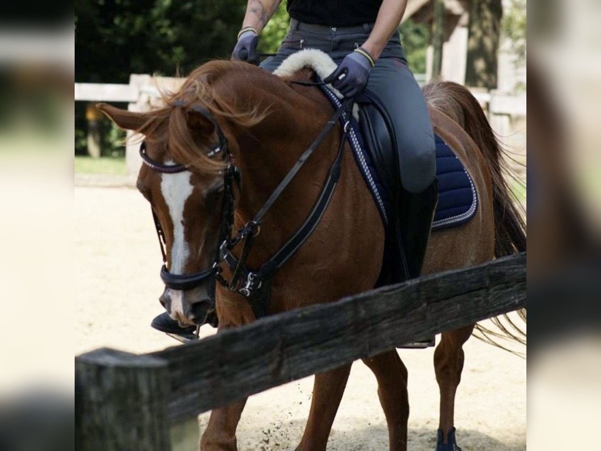 Purosangue arabo Castrone 17 Anni 152 cm Rabicano in Nordholz