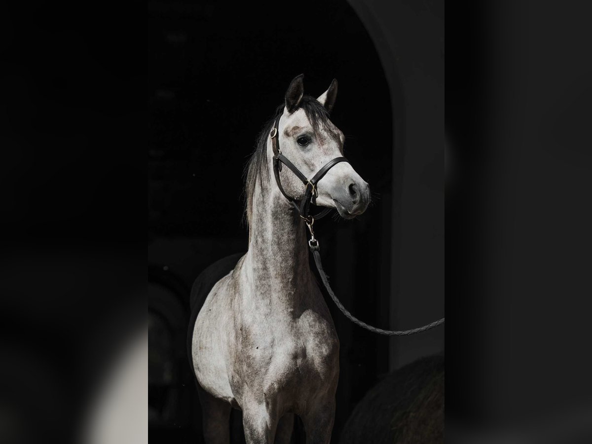 Purosangue arabo Castrone 2 Anni 152 cm Grigio in Janow Podlaski Purosangue arabo Castrone 2 Anni 152 cm Grigio in Janow Podlaski