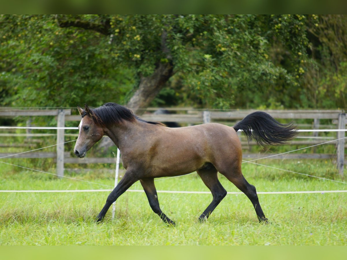 Purosangue arabo Castrone 2 Anni 154 cm Grigio in AmmerbuchAmmerbuch