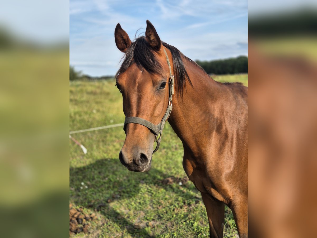 Purosangue arabo Castrone 3 Anni 153 cm Baio in Nieuwlande