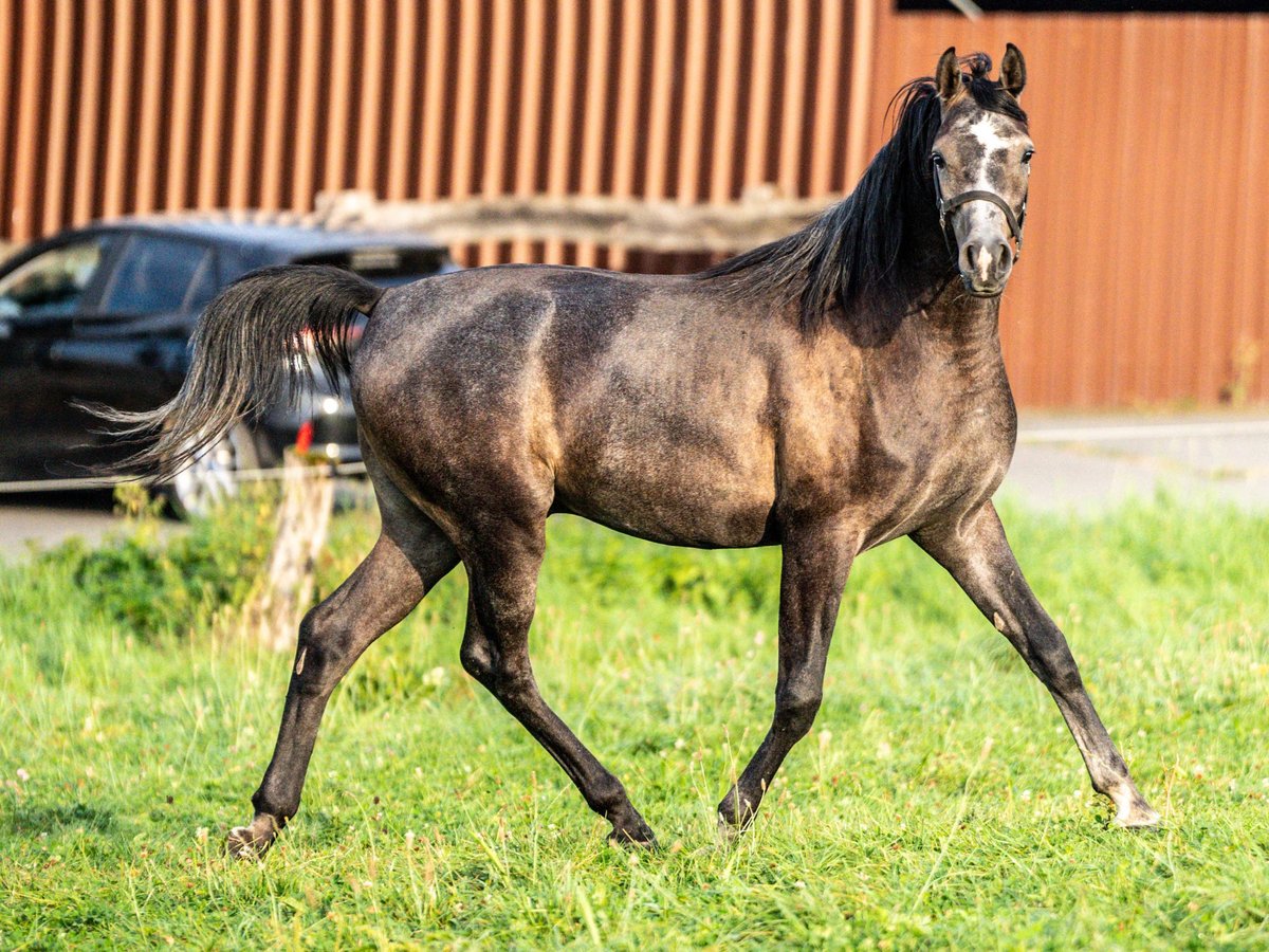 Purosangue arabo Castrone 3 Anni 153 cm Grigio in Herzberg am Harz