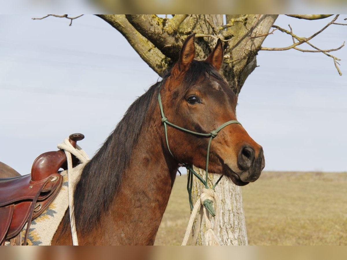 Purosangue arabo Castrone 3 Anni in Wallsee