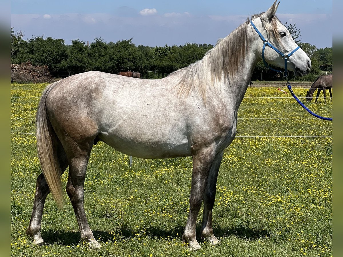 Purosangue arabo Castrone 4 Anni 157 cm Grigio in Piacenza