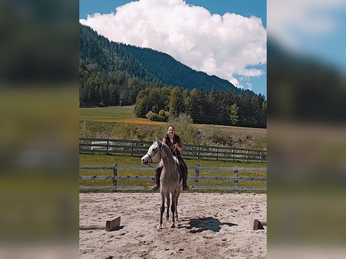 Purosangue arabo Castrone 4 Anni 158 cm Grigio in Toblach