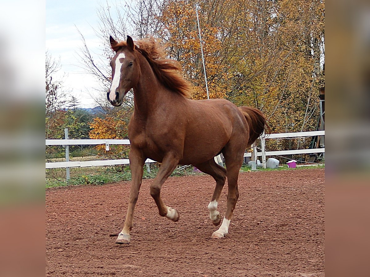 Purosangue arabo Castrone 6 Anni 157 cm Rabicano in Freiamt