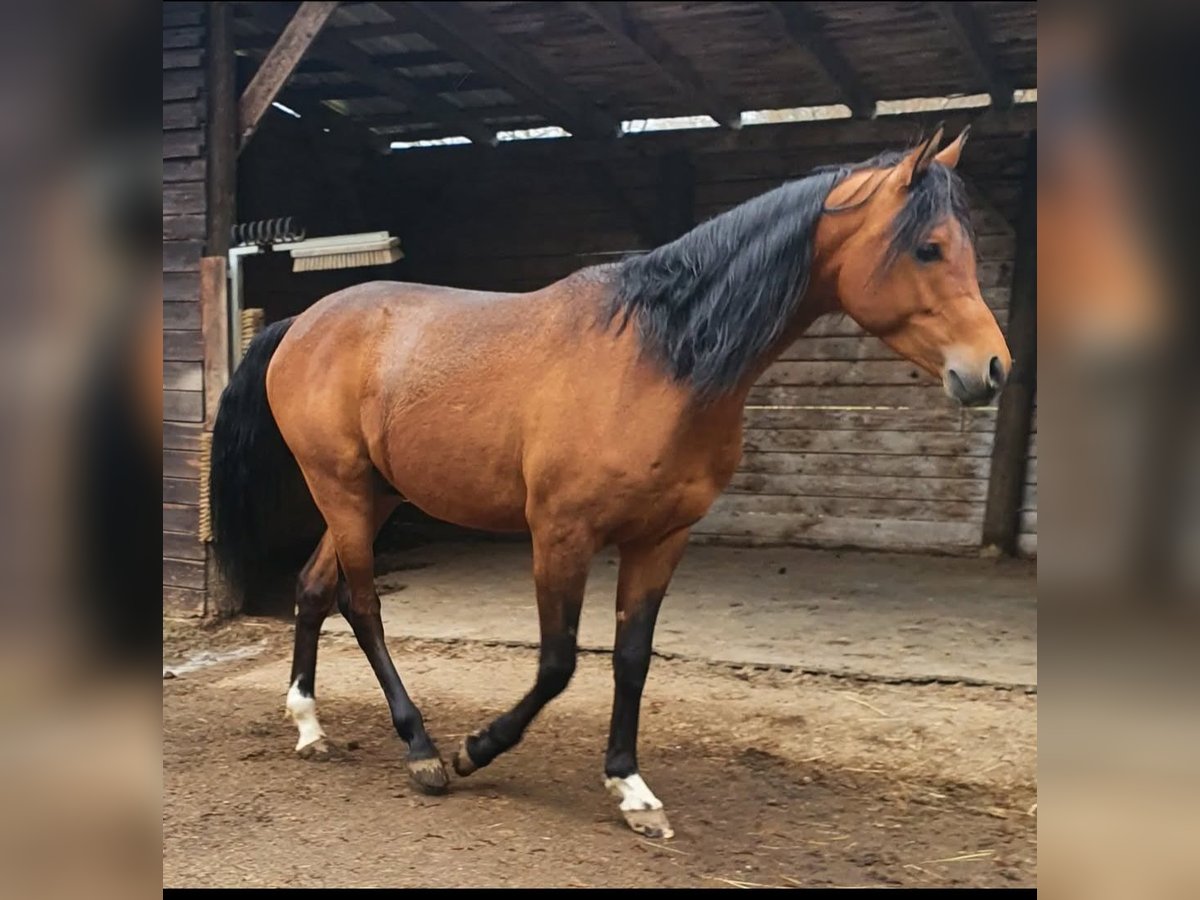 Purosangue arabo Castrone 7 Anni 156 cm Baio in Eitorf