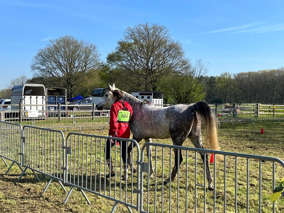 Purosangue arabo Castrone 7 Anni 160 cm Grigio in Beveren Waas