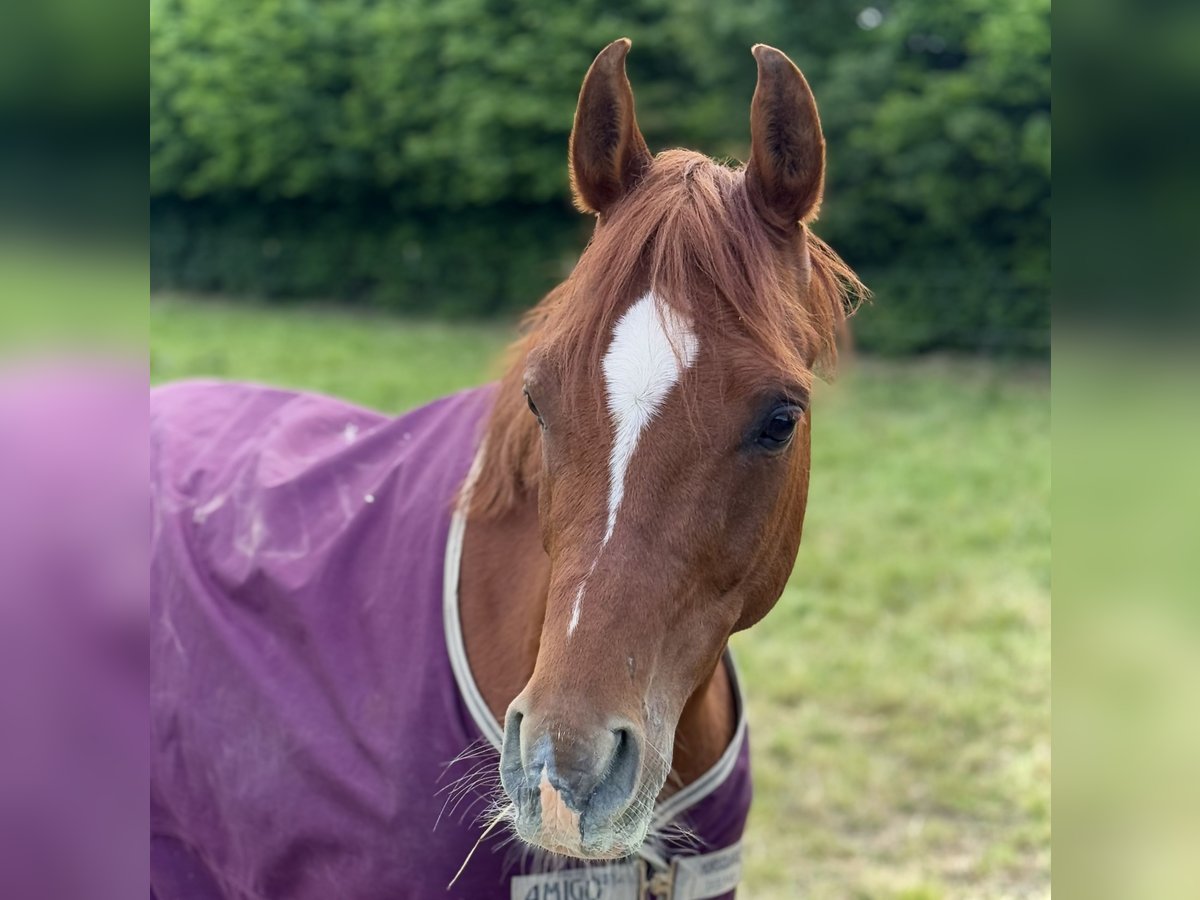 Purosangue arabo Castrone 8 Anni 152 cm Sauro in Steinheim
