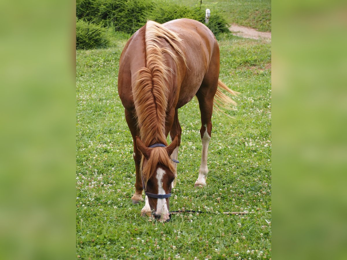 Purosangue arabo Castrone 9 Anni 160 cm Sauro in Clairvaux-d&#x27;Aveyron