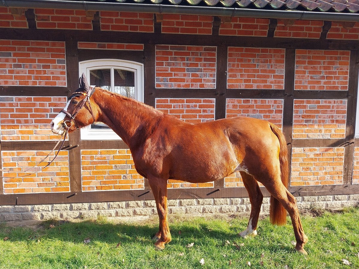 Purosangue arabo Giumenta 13 Anni 158 cm Sauro in Soltau